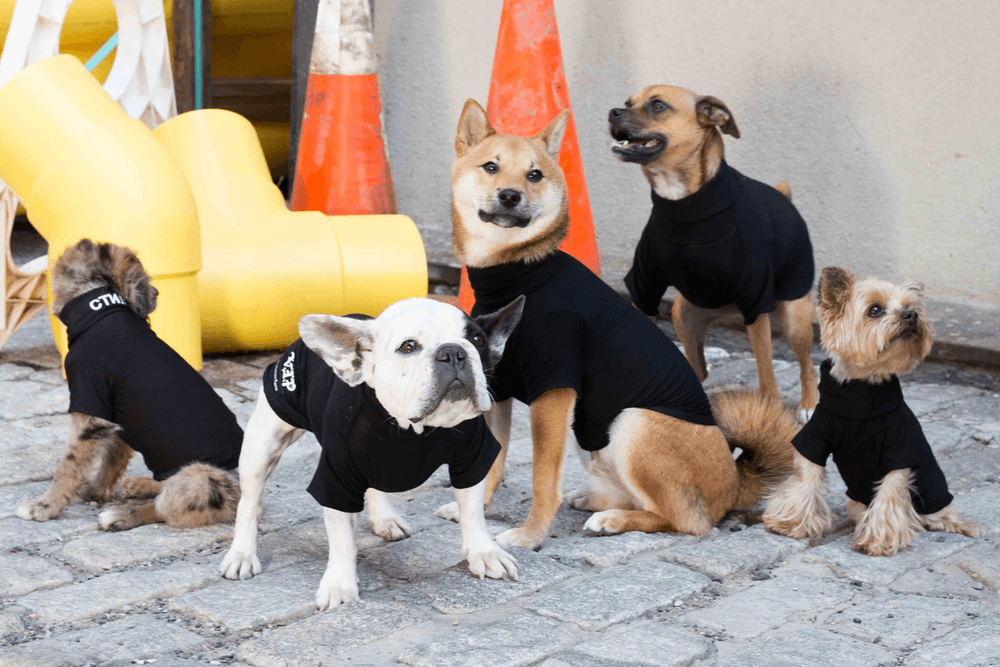 Heron Preston Very Important Puppies Dog Accessories