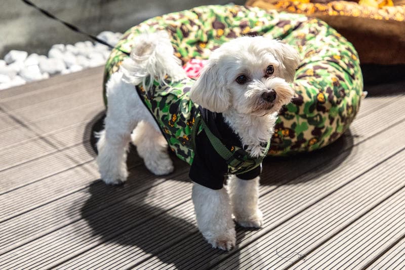 BAPE Baby Milo Pets Pop-Up