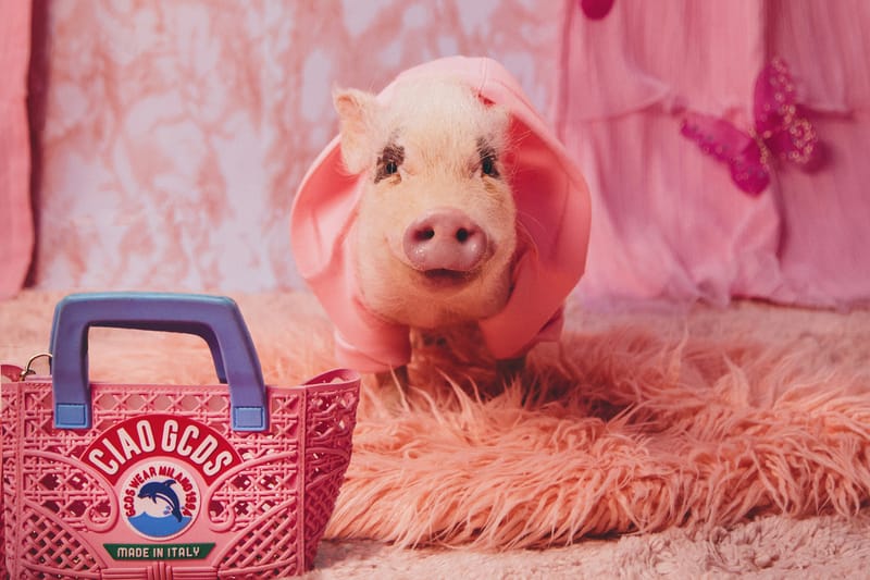Very Important Puppies x GCDS Have Officially Dropped Their Luxury Pet Collab