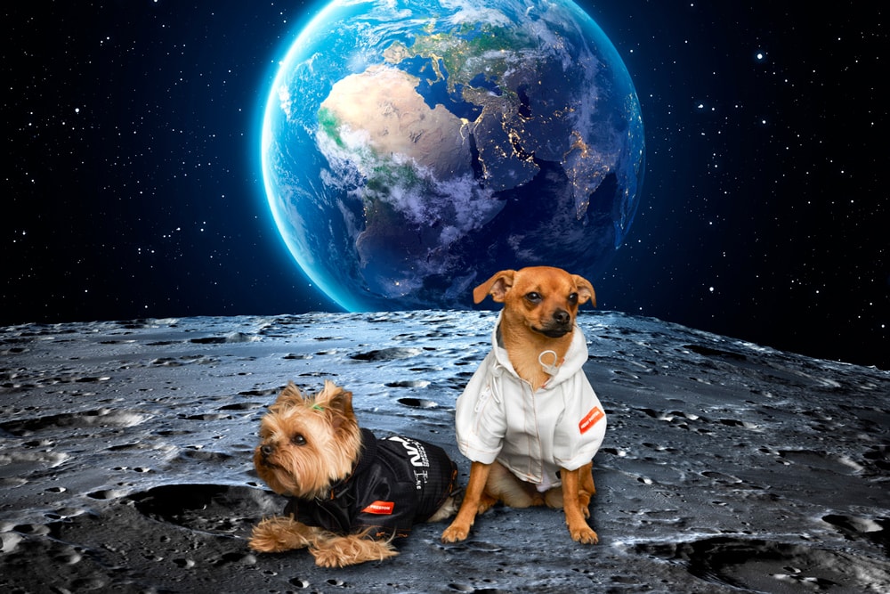 Very Important Puppies x Heron Preston NASA Collaboration Windbreaker White Black