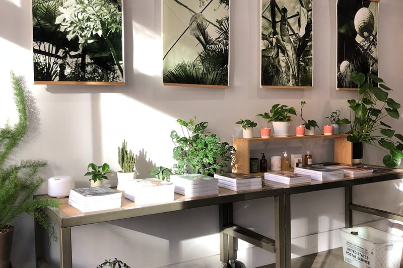 These Are 13 of the Easiest, Beginner-Friendly House Plants to Grow in Your Home