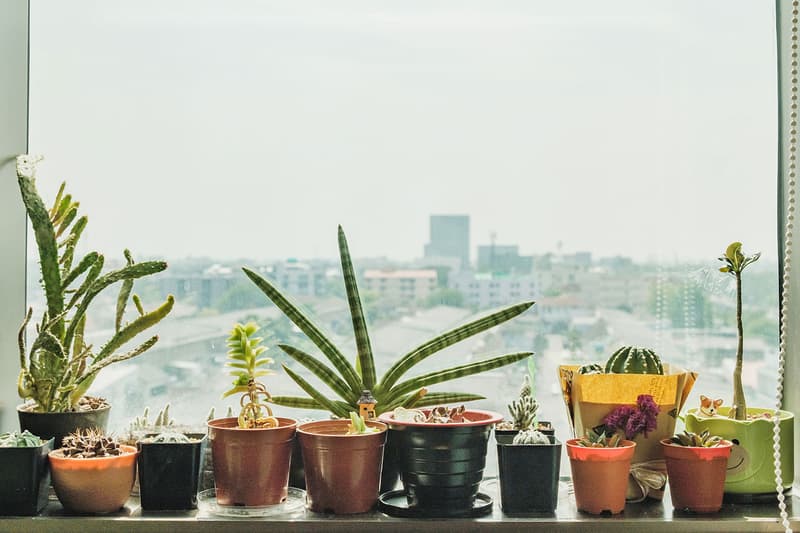 best plants houseplants for beginners easy to grow home office succulents hoya crown of thorns peperomia