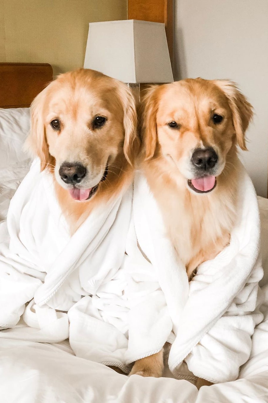 golden retriever dog puppy robe hotel room bed mandarin oriental boston travel pets sleepy sleeping bed