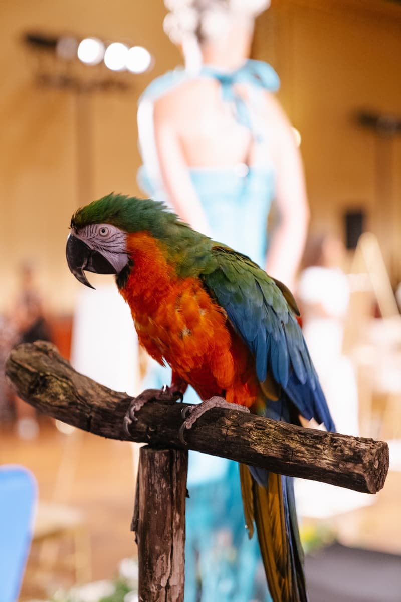 Slashed By Tia Spring Summer 2020 Presentation Parrot