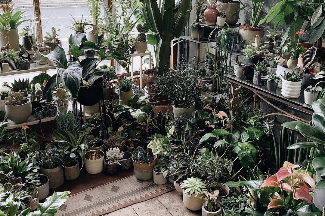 Best Plant Interior Inspiration Instagram Accounts Social Media Influencer Houseplants 