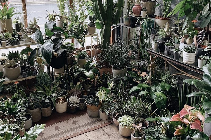 Here Are the Best Instagram Accounts to Follow for Plant Inspo