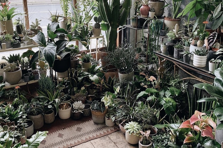Here Are the Best Instagram Accounts to Follow for Plant Inspo