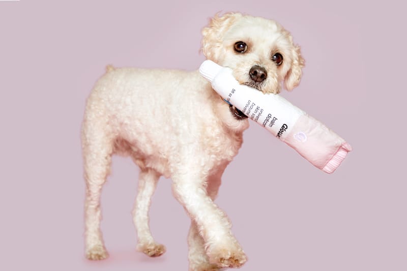 Glossier Is Dropping the Most Adorable Dog Toys with BARK