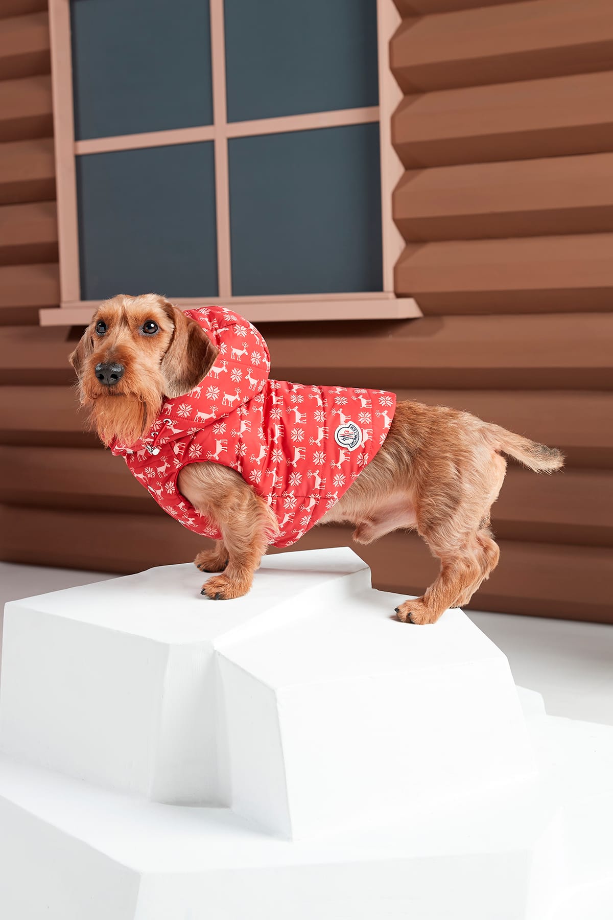 moncler quilted dog vest