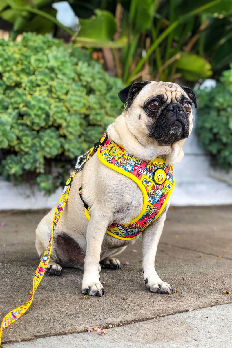 SpongeBob x Fresh Pawz Dog Clothing Collection SB And Friends Harness Leash