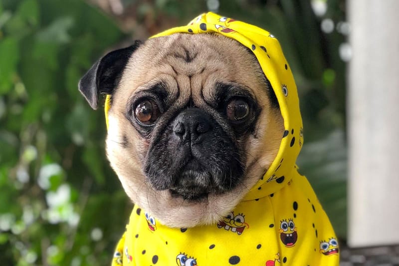 spongebob dog sweater