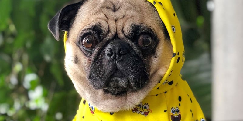 spongebob dog shirt