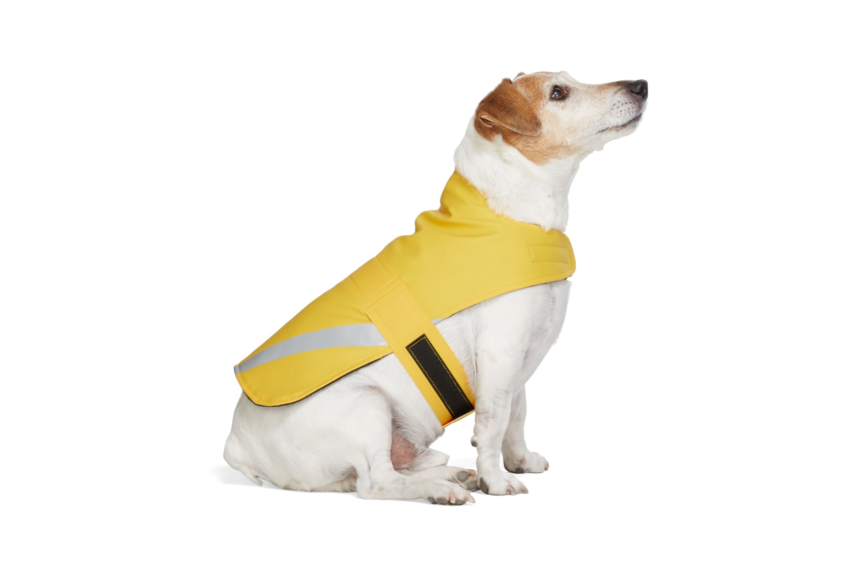 SSENSE Dog Clothing Sutterheim PVC Raincoat Yellow