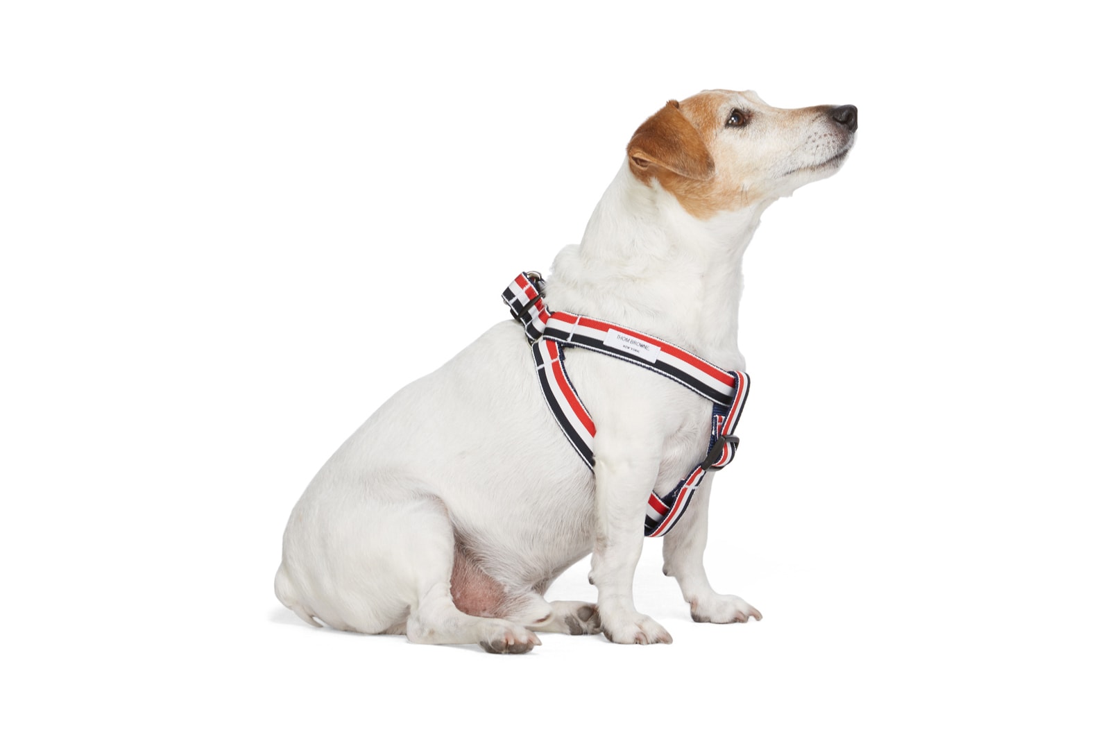 SSENSE Dog Clothing Harness Tricolor Webbing