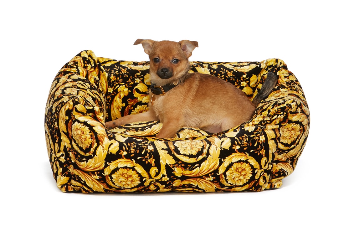 SSENSE Dog Clothing Versace Bed Barocco