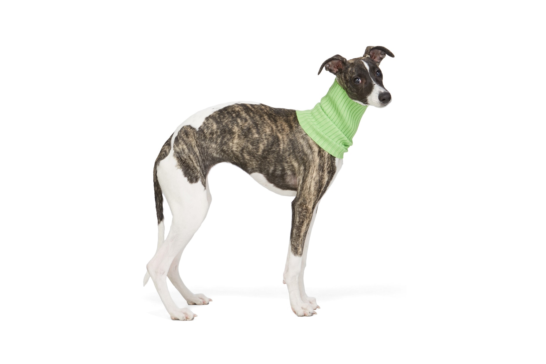 SSENSE Dog Clothing Giu Giu Turtleneck Collar Green