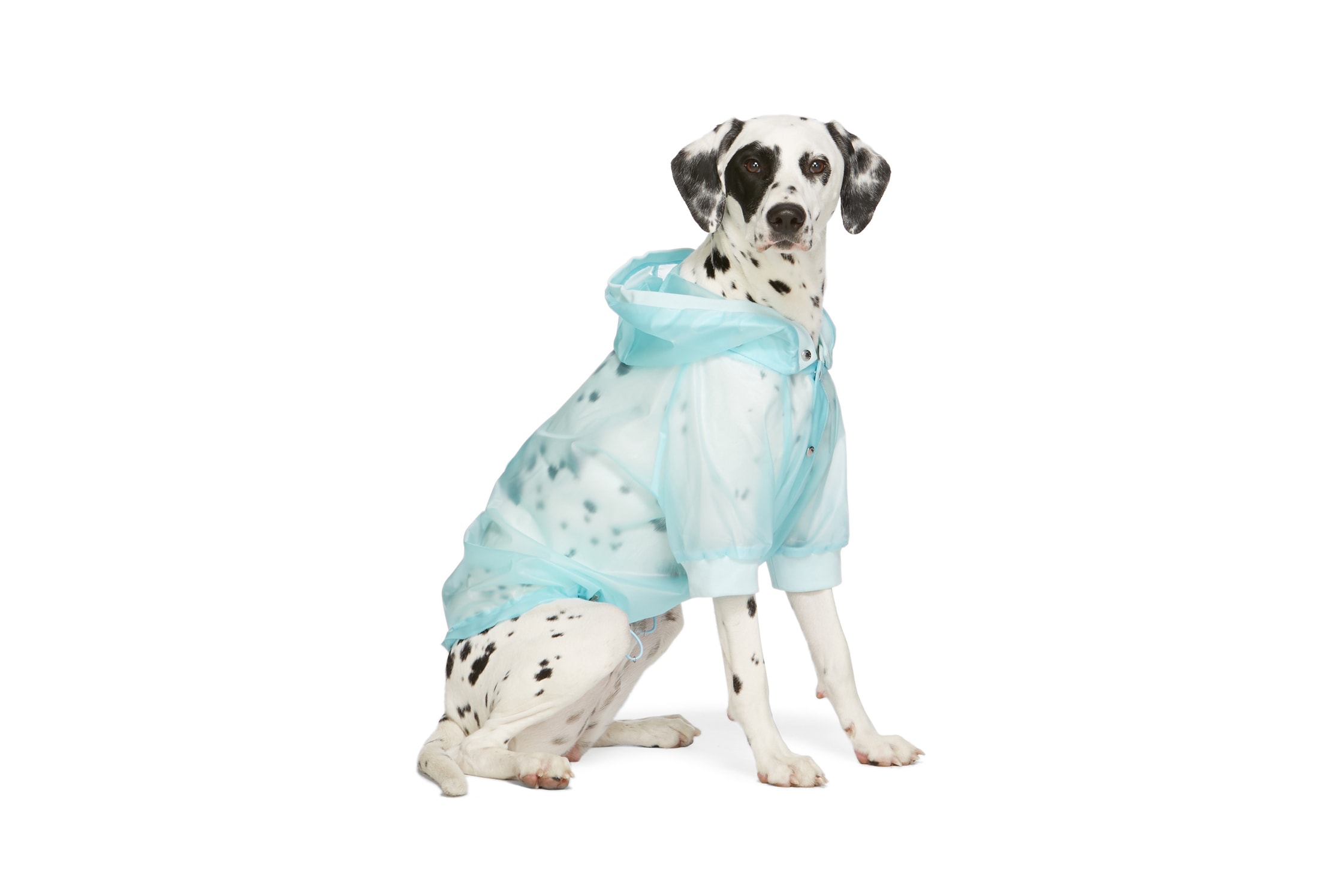 SSENSE Dog Clothing Moncler Genius Waterproof Coat Couture Edition Blue