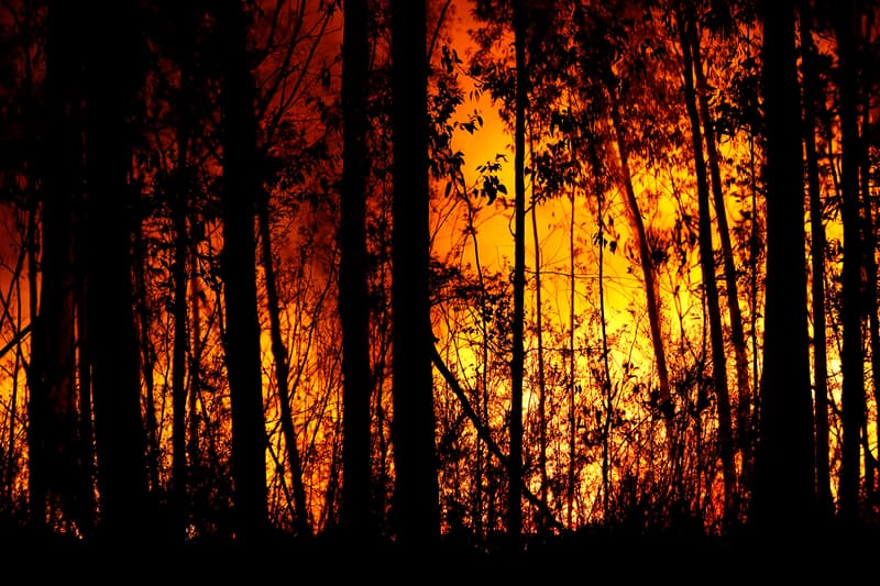 australia bushfire fire victims crisis donations charity world wildlife fund red cross