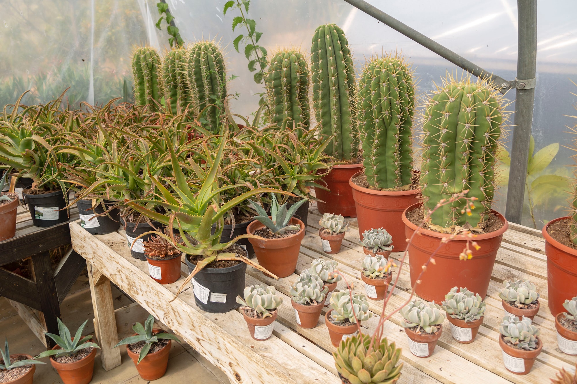 Best Plant Stores in London Succulent Cactus Where to Buy