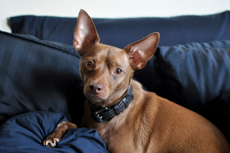 How to Keep Your Dog Enriched and Healthy in Quarantine