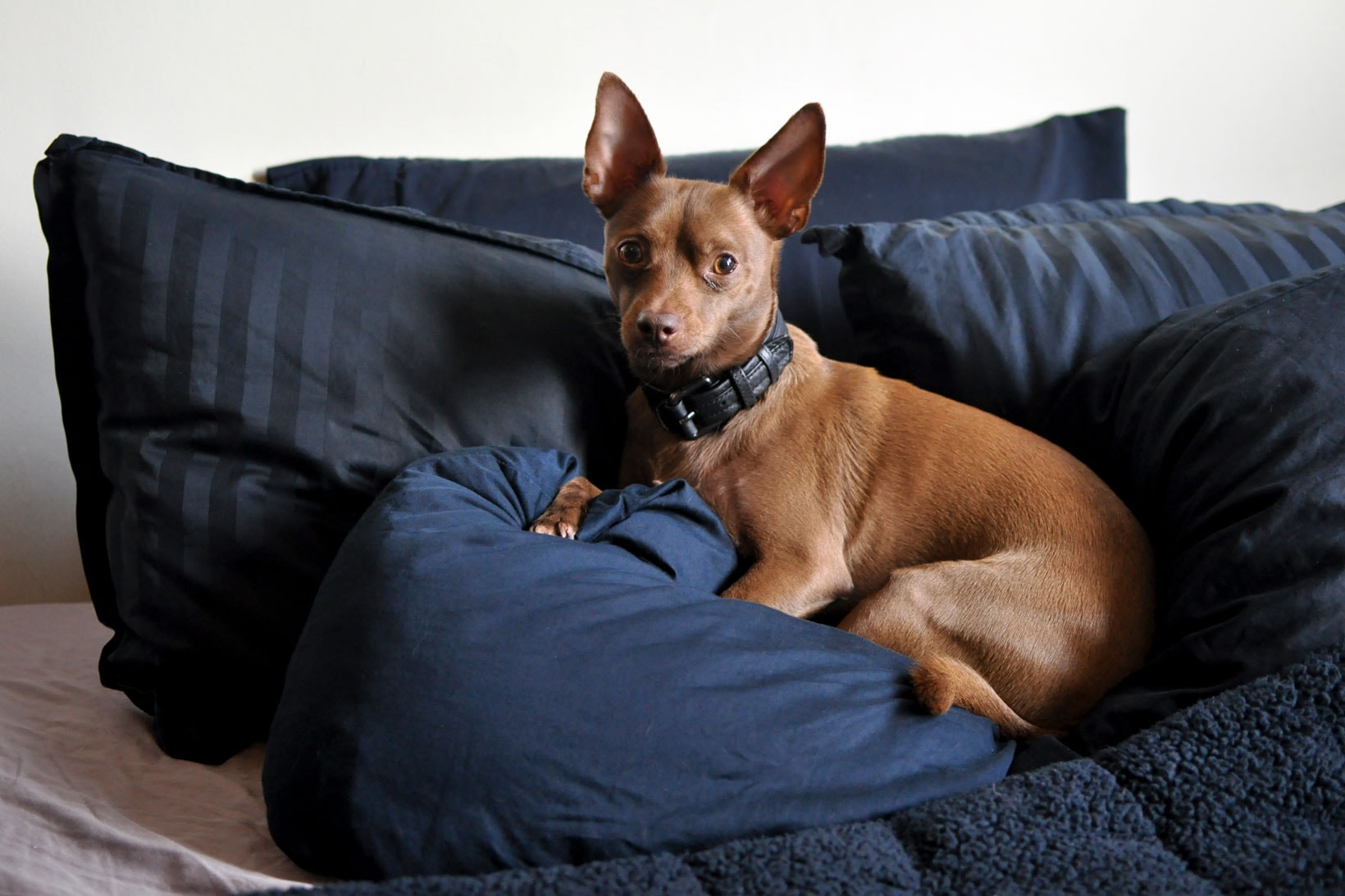 Dog on Bed Pillows Chihuahua Miniature Pinscher Chipin