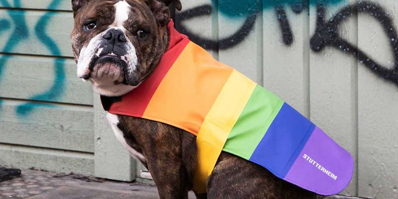 gay pride dog apparel