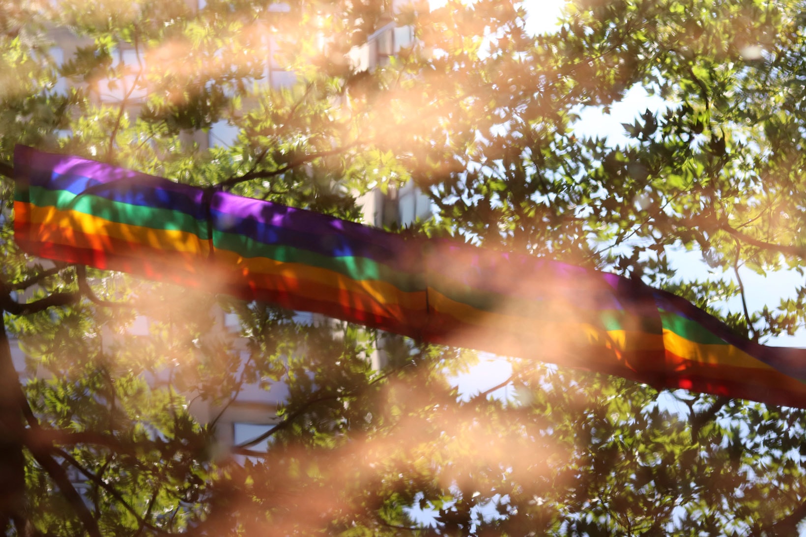 Pride Flag Rainbow Outdoors Trees