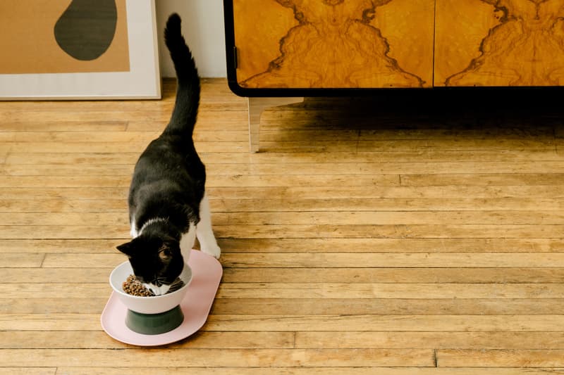 Cat Person NYC Animal Care Center Donation Program Adoption Kittens Cats Food Toys