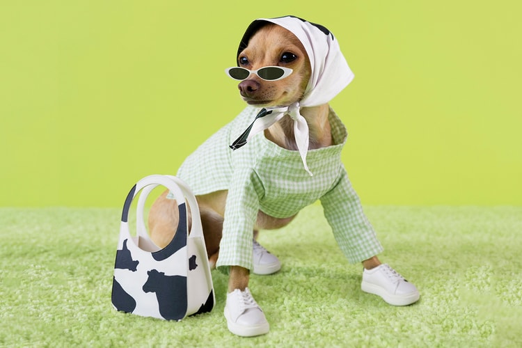 Boobie Billie the Fashion Dog Launches Her Own Brand
