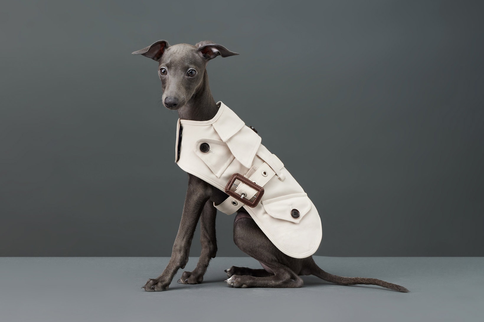The Barkers Dog Clothing Rex Trench Coat White