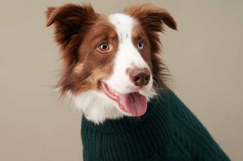 The Barkers Dog Clothing Rex Trench Coat White