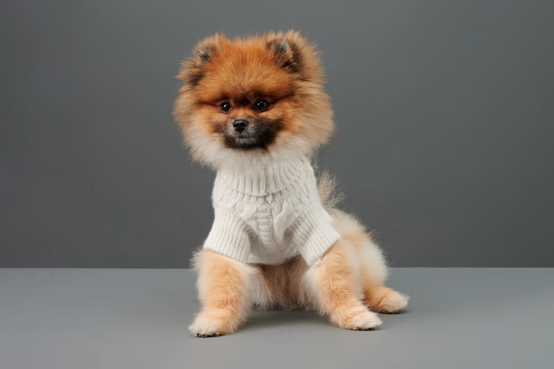 The Barkers Dog Clothing Rex Trench Coat White
