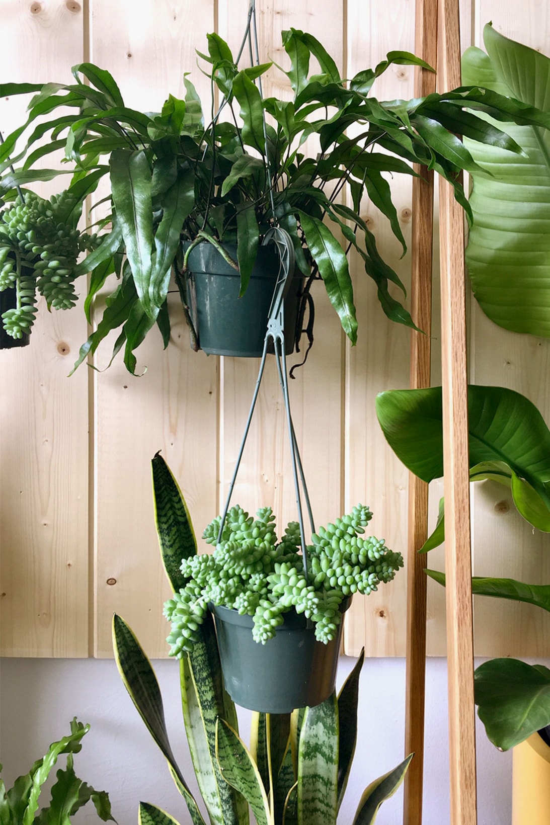 hanging trailing houseplants indoor home decor interior