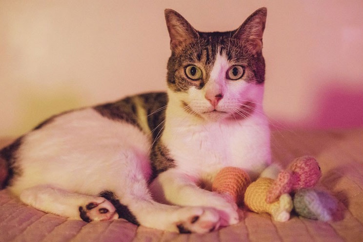 Celebrate National Cat Day With a Remote Photoshoot