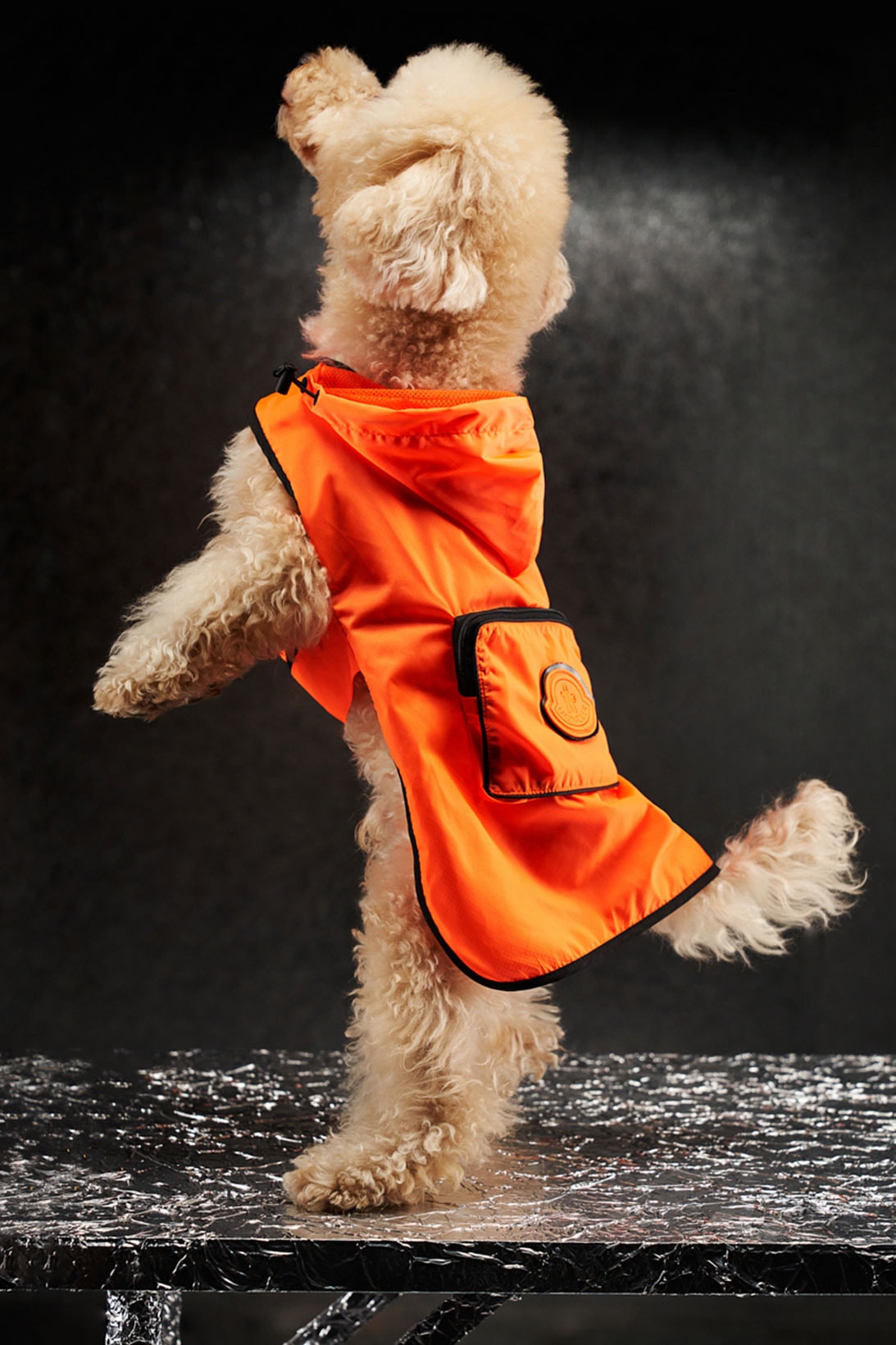moncler genius poldo dog couture pets mondog puffer vests cloaks collars leash price