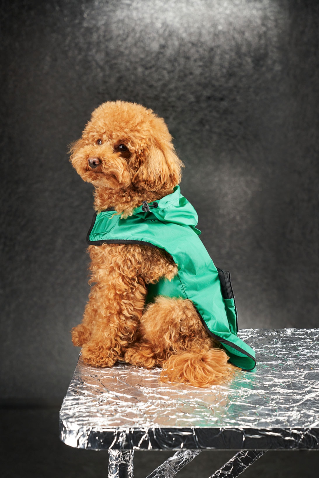 moncler genius poldo dog couture pets mondog puffer vests cloaks collars leash price