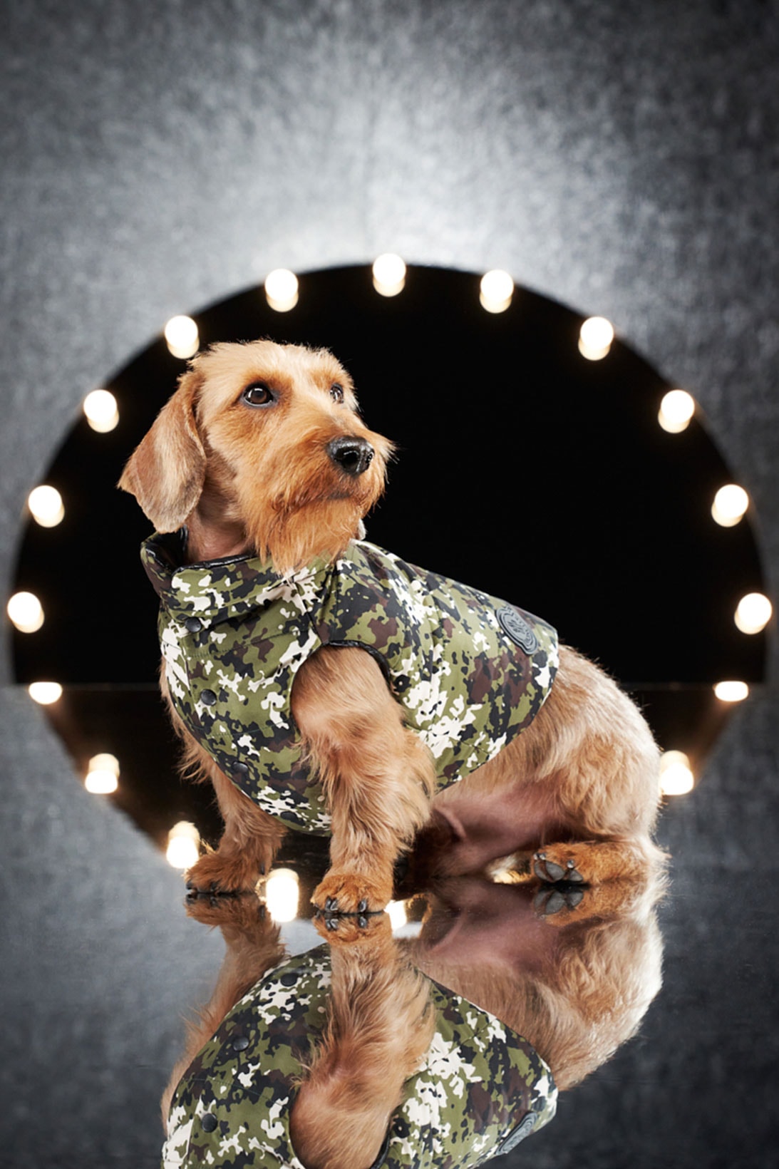 Repurposed Monogram Dog Harness, Luxury Couture Boutique Designer