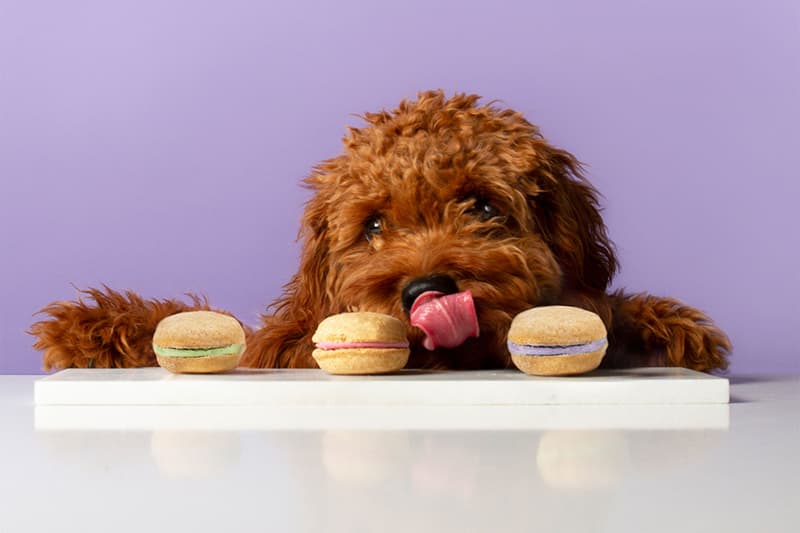 pet-a-porter shopping retailer website dogs cats clothes grooming food treats launch