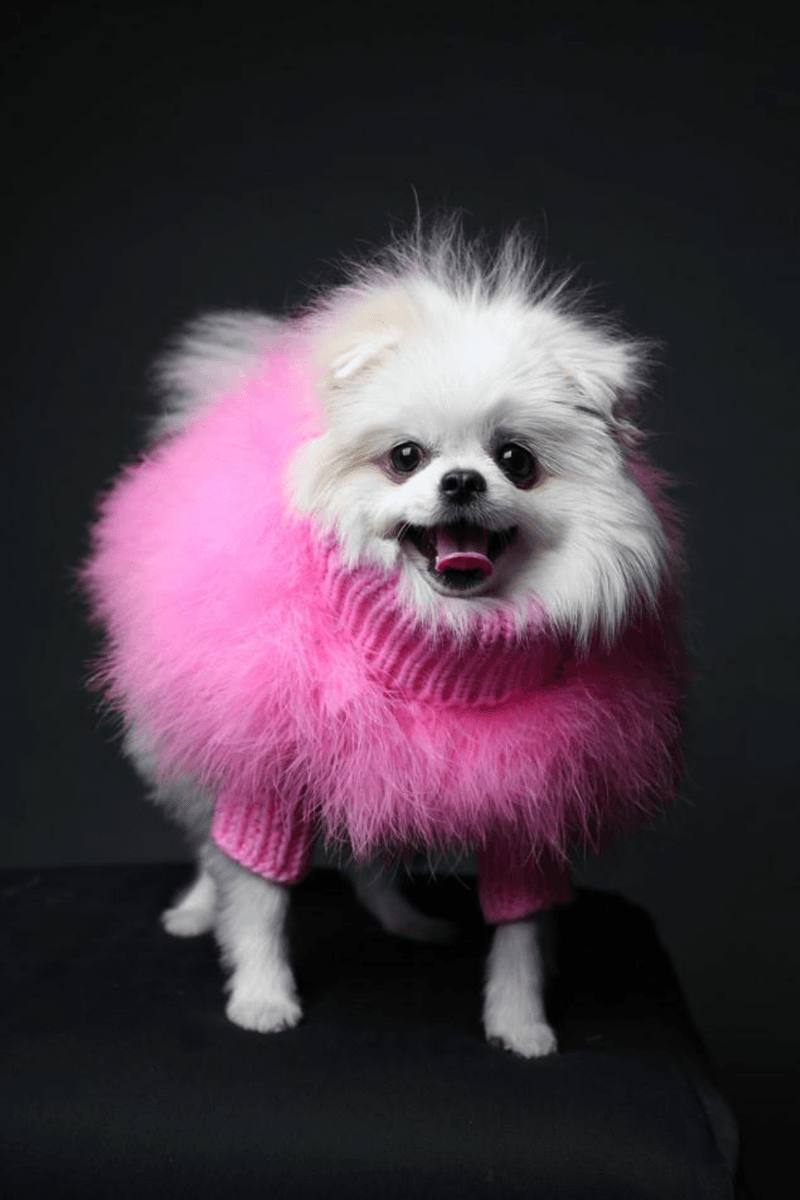 Christian Cowan x maxbone Dog Sweater Feather Jumper Blue