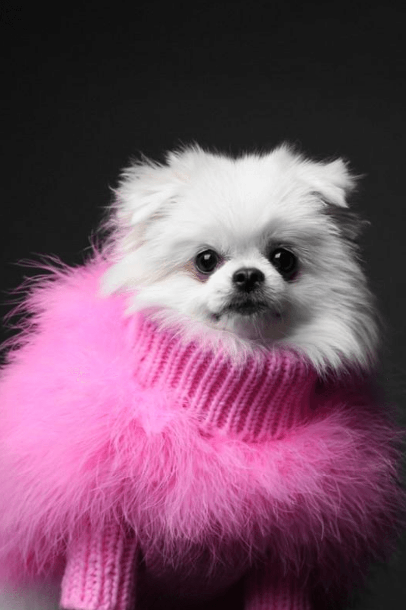 Christian Cowan x maxbone Dog Sweater Feather Jumper Blue