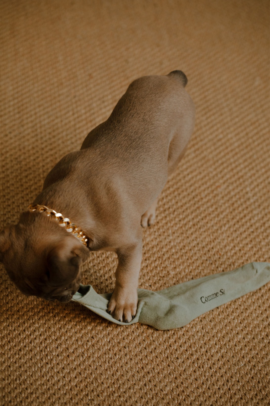 comme si lichen collaboration lookbook campaign dog puppy socks khaki green frenchie