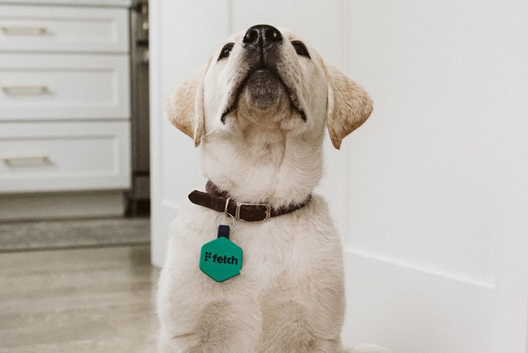 Track Your Dog's GPS Location With the Fetch Smart Tag