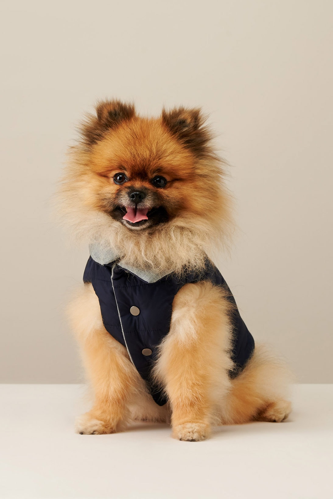 the barkers dog clothing accessories brand duke puffer vest navy blue