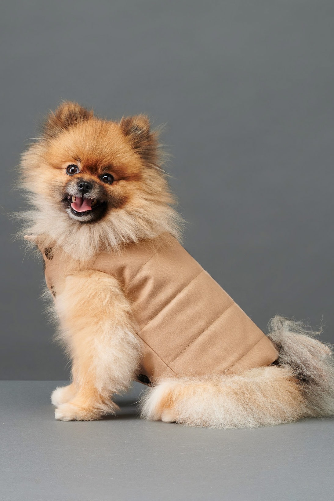 the barkers dog clothing accessories brand duke puffer vest beige side view
