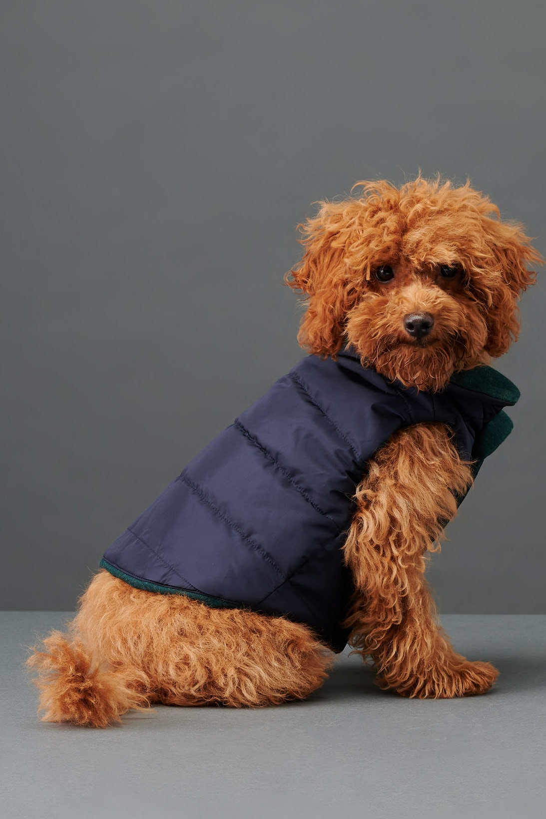 the barkers dog clothing accessories brand duke puffer vest navy blue side view