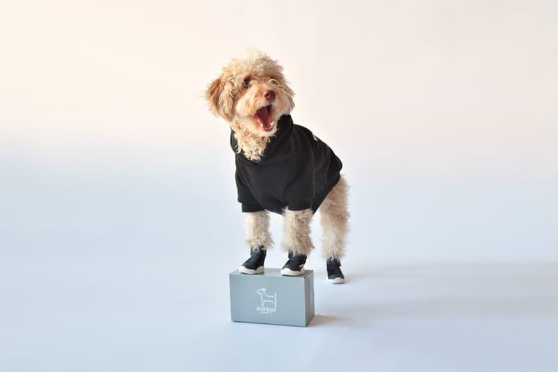 rifrufs dog sneakers shoes caesar queens new york city nyc poodle black