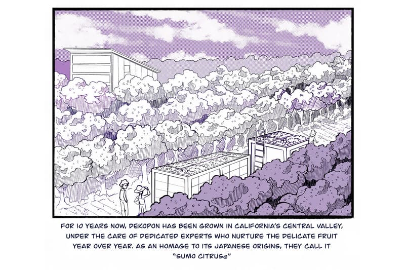 sumo citrus history manga inspired series chris metzner