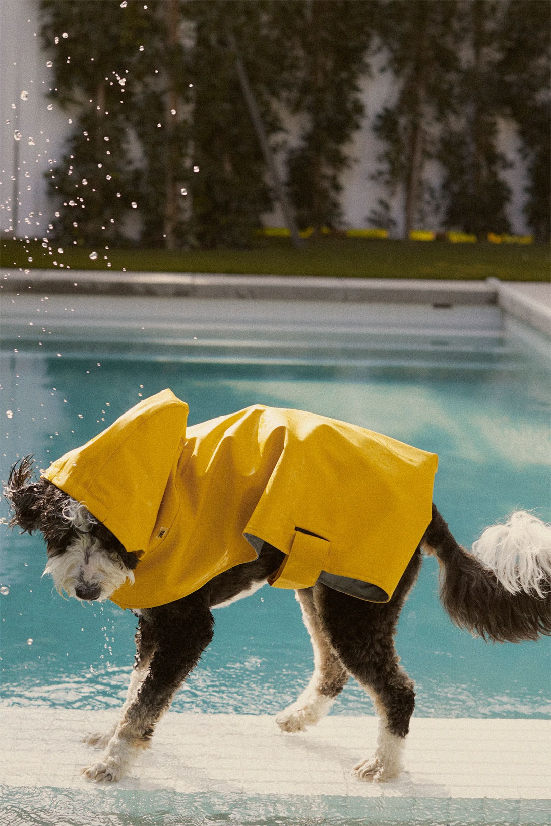 zara pets dogs collection pool water raincoat yellow