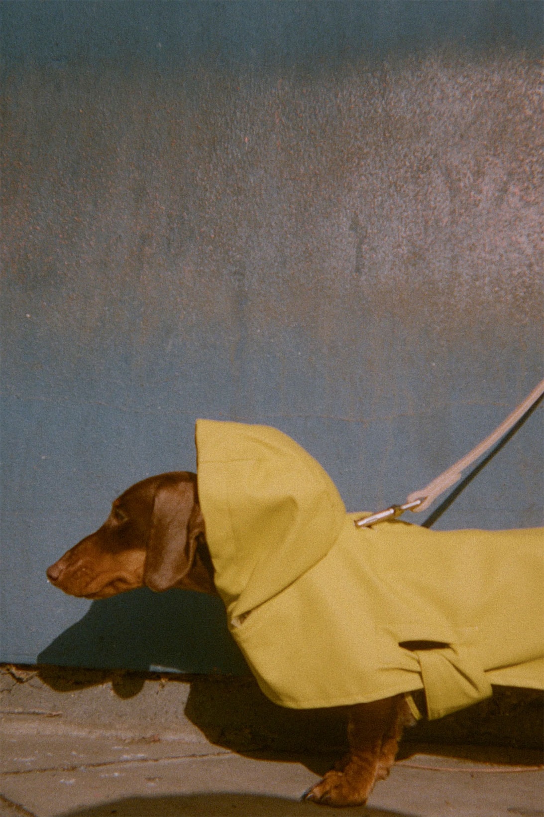 zara pets dogs collection yellow raincoat leash