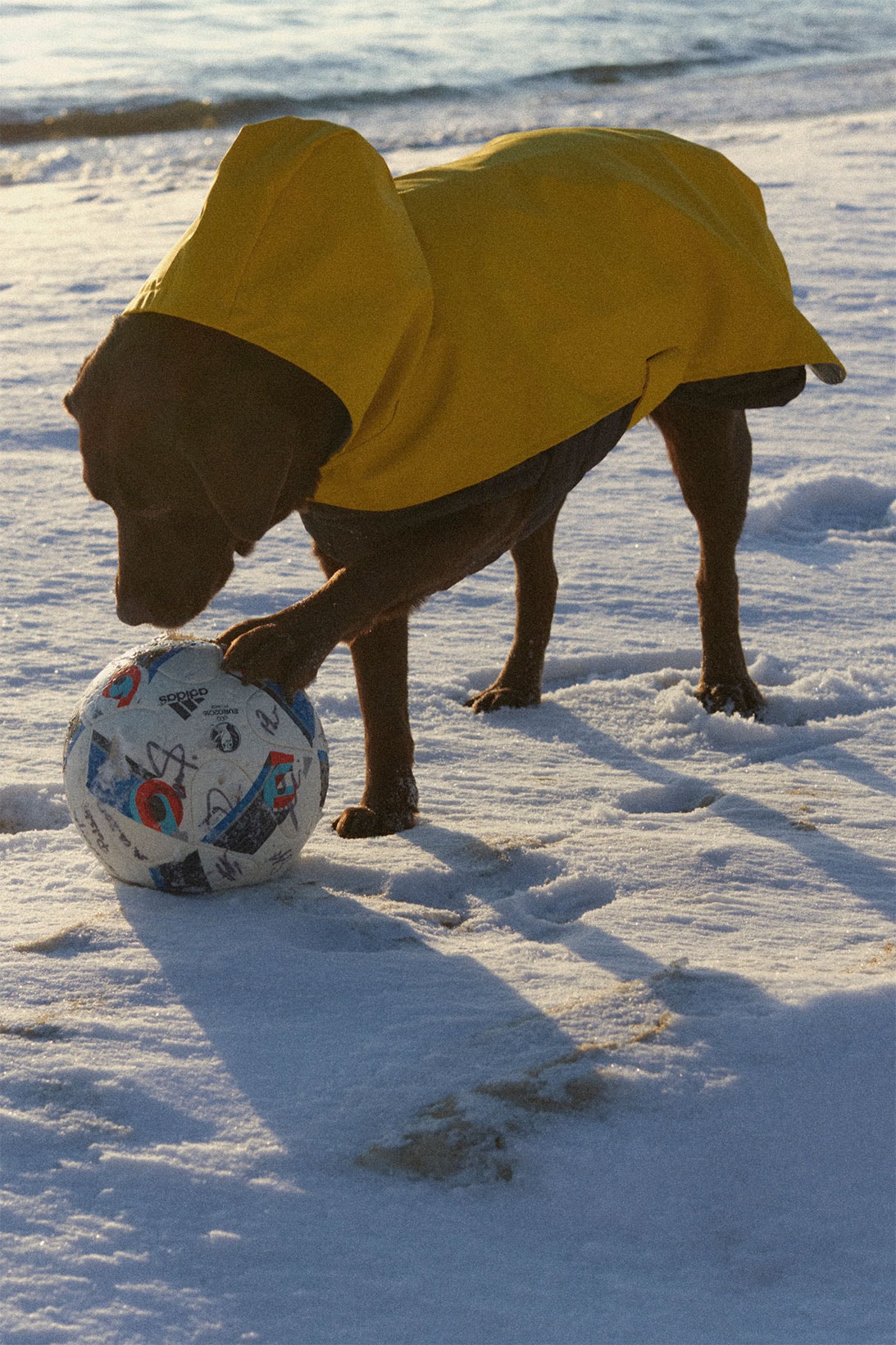 zara pets dogs collection yellow raincoat ball snow